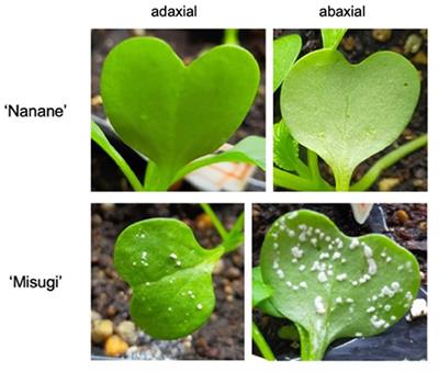 Whole-Genome DNA Methylation Analysis in Brassica rapa subsp. perviridis in Response to Albugo candida Infection